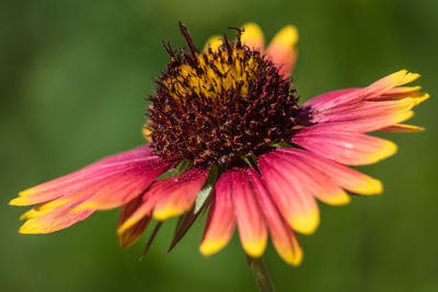 Close-up of pink flower