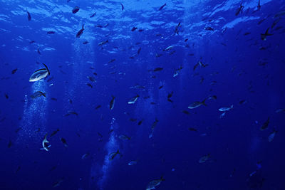 A variety of fish and bubbles from a group of divers in la paz, mexico