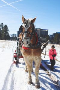 Horse standing in snow