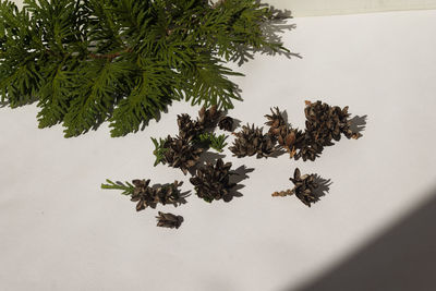 High angle view of pine cone on table against wall