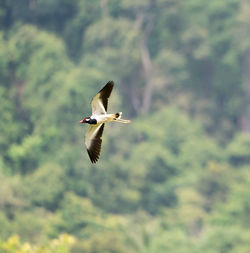 Bird flying in the sky