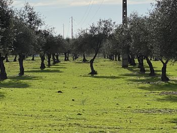 Trees on field