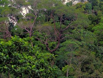 Plants growing on tree trunk