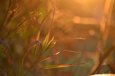 Close-up of crops growing on field during sunset