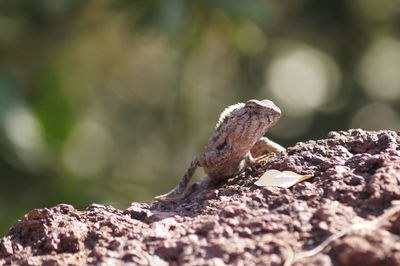 Close-up of lizard on rock