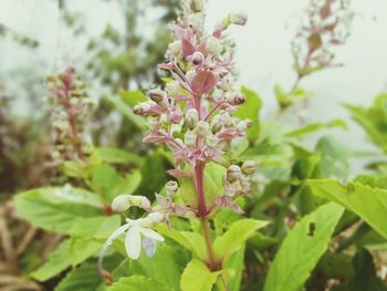 Close-up of pink flowers