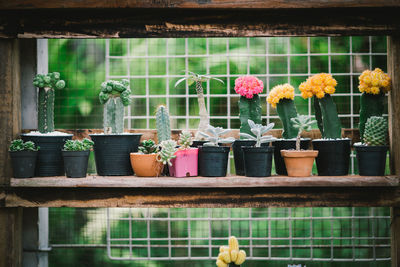 Potted plants on window sill