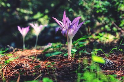 Close-up of pink flowers