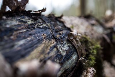 Close-up of mushroom growing on tree trunk