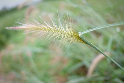 Close-up of caterpillar on plant