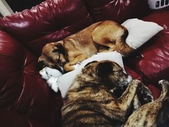 High angle view of dog sleeping on sofa