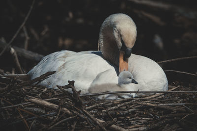 Close-up of birds in nest