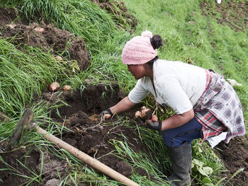 Rural agriculture a look at the potato farm industry