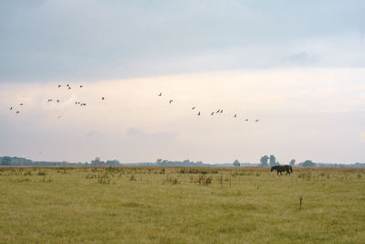 Birds flying over field against sky