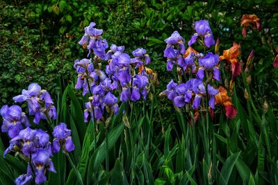 Close-up of purple iris flowers on field