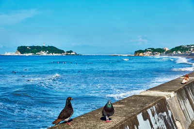 Pigeon perching on a beach