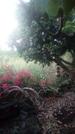 Plants and trees in park