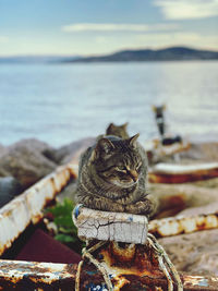 Close-up of a cat