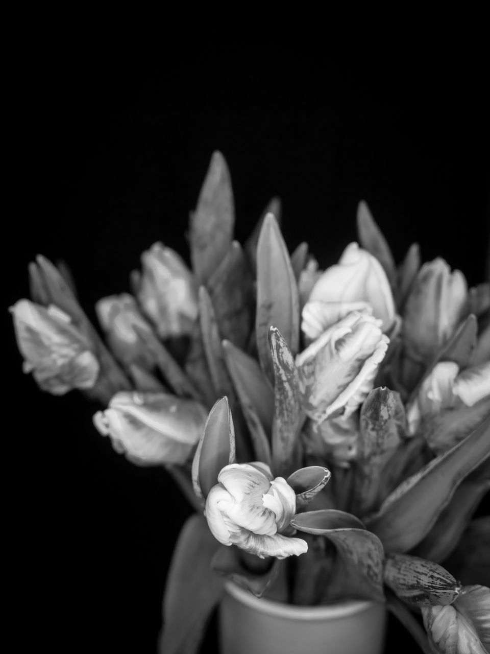 CLOSE-UP OF FLOWER BLOOMING AGAINST BLACK BACKGROUND