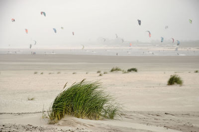 Marram grass on the sand engine project