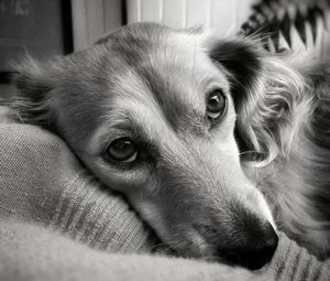 Close-up portrait of dog lying down