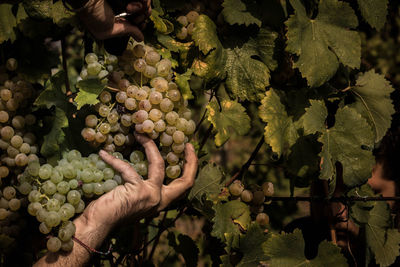 Cropped hand of man holding grapes