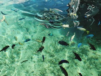 Fish swimming in sea