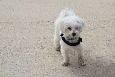 Portrait of white dog