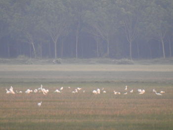 Flock of birds on field