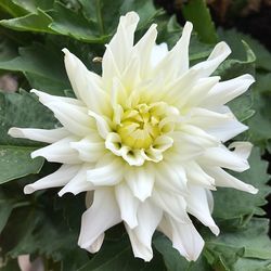 Close-up of white flower blooming outdoors