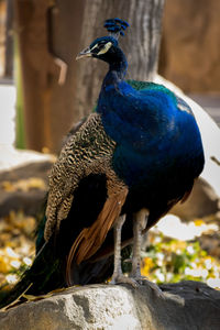 Close-up of peacock perching on rock