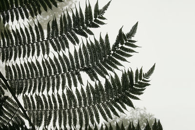 Low angle view of fern leaves against sky