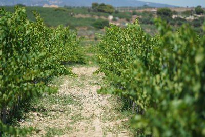 Crops growing in vineyard