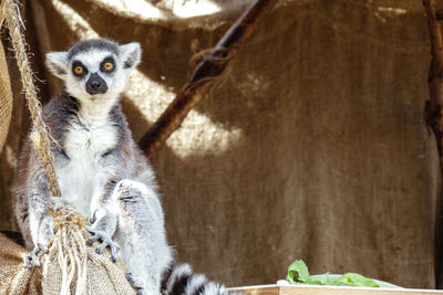 Portrait of lemur at zoo