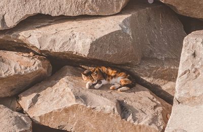 Cat resting on rock