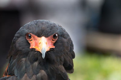 Close-up of a bird