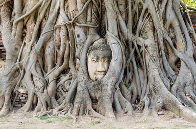 View of buddha statue in forest