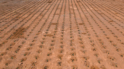 Aerial view of the tree plantation in paul da serra, madeira island, portugal