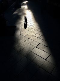 High angle view of person walking on street