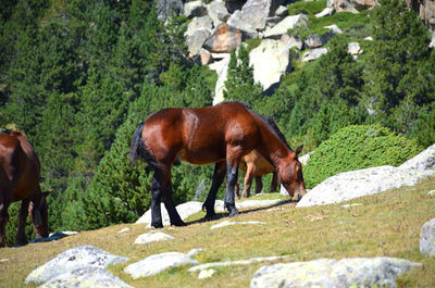 Horse standing on rock against trees