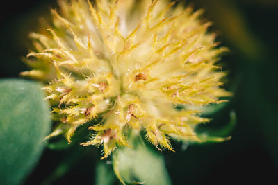 Close-up of yellow flower