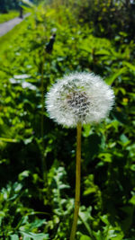 Close-up of dandelion against blurred background