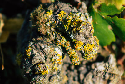 Close-up of lichen on tree