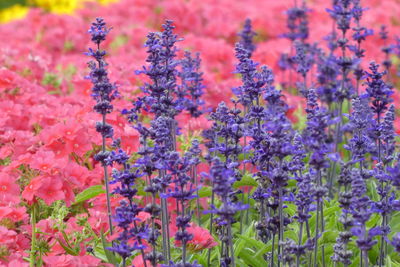 Close-up of purple flowering plants on field