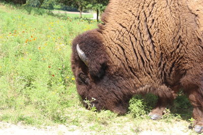 Close-up of horse grazing on field