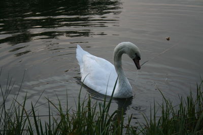 Birds in calm lake