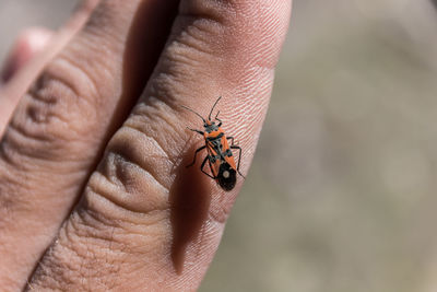 Close-up of person hand holding insect