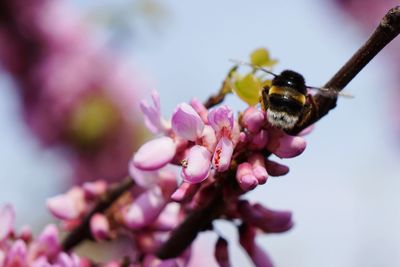 Close-up of bee on flower