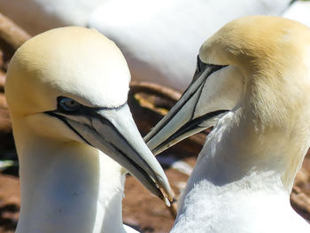 Close-up of birds perching