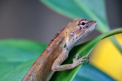 Close-up of a lizard